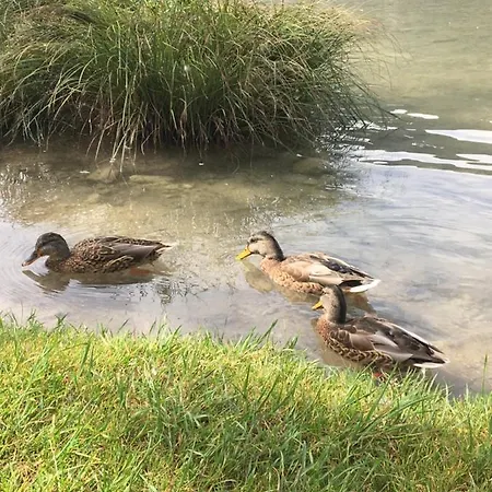The 1882 Old House Vodnikova 別荘 *