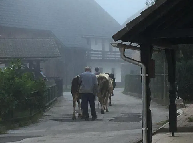 The 1882 Old House Vodnikova *